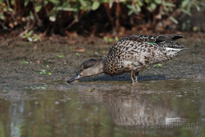 Teal female - C.JPG - Teal, female - Slimbridge